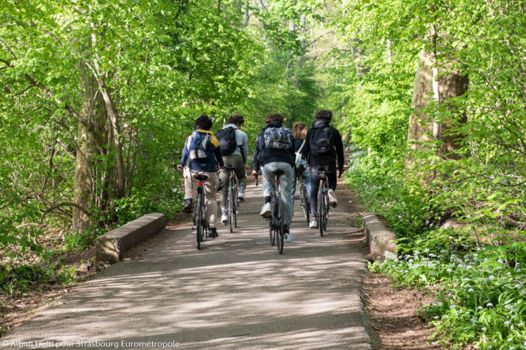 Groupe de personne à vélo sur une piste cyclable en forêt